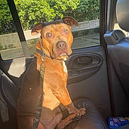 Vlow is registered to the contest to win money with this photo: dog, brown_dog, pet, car_interior, leash, leather_seat, window, sunlight, greenery, trees, backseat, seatbelt, curious, looking_at_camera, daylight, parked_car, cleaning_wipes, car_door, vehicle, resting