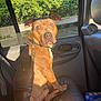 dog, brown_dog, pet, car_interior, leash, leather_seat, window, sunlight, greenery, trees, backseat, seatbelt, curious, looking_at_camera, daylight, parked_car, cleaning_wipes, car_door, vehicle, resting