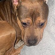 Vlow is registered to the contest to win money with this photo: animal, blanket, brown_dog, canine, close_up, comfort, companion, dog, ears, fur, home, indoor, paw, pet, portrait, relaxed, resting, sleepy, snout, tail