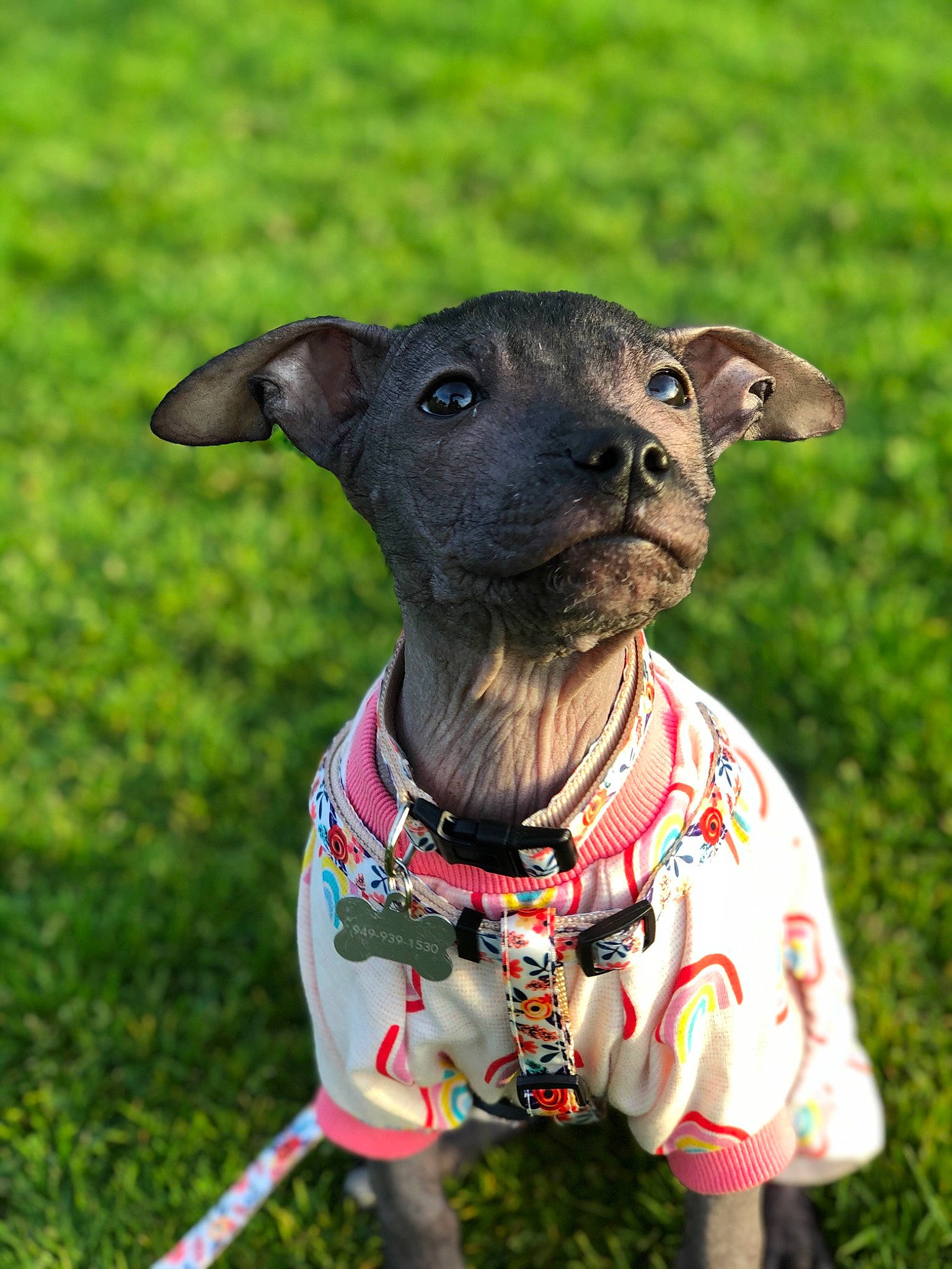 Aphrodite is registered to the contest to win money with this photo: carnivore, collar, companion_dog, dog, dog_breed, dog_clothes, dog_collar, dog_supply, fashion_accessory, fawn, grass, leash, liver, mexican_hairless_dog, pet_supply, snout, sporting_group, terrestrial_animal, whiskers, working_animal