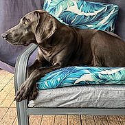 Sofie is registered to the contest to win money with this photo: animal, canine, chair, cushion, dog, domestic_animal, ears, floor, furniture, gray_dog, indoor, looking_away, patterned_cushion, paw, pet, portrait, relaxed, resting, side_view, snout