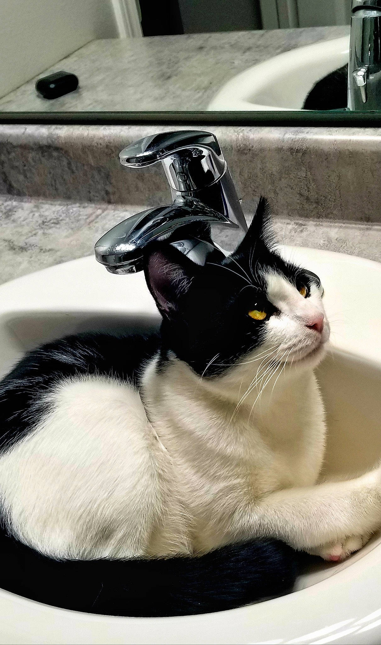 Cornelius is registered to the contest to win money with this photo: automotive_design, automotive_exterior, automotive_lighting, carnivore, cat, comfort, domestic_short_haired_cat, felidae, fur, hood, plumbing, plumbing_fixture, sink, small_to_medium_sized_cats, tail, tap, water, whiskers, window, windshield