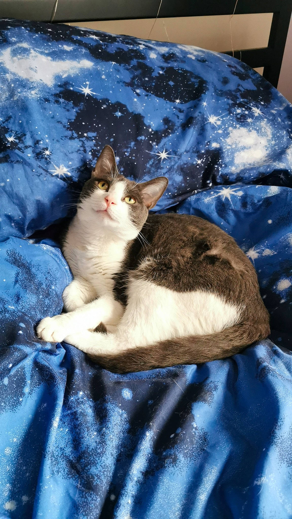 Maya joined the competition — help win amazing prizes! bedding, blue, carnivore, cat, comfort, domestic_short_haired_cat, felidae, fur, grass, lap, linens, nap, paw, sitting, small_to_medium_sized_cats, tail, textile, tree, whiskers, wood