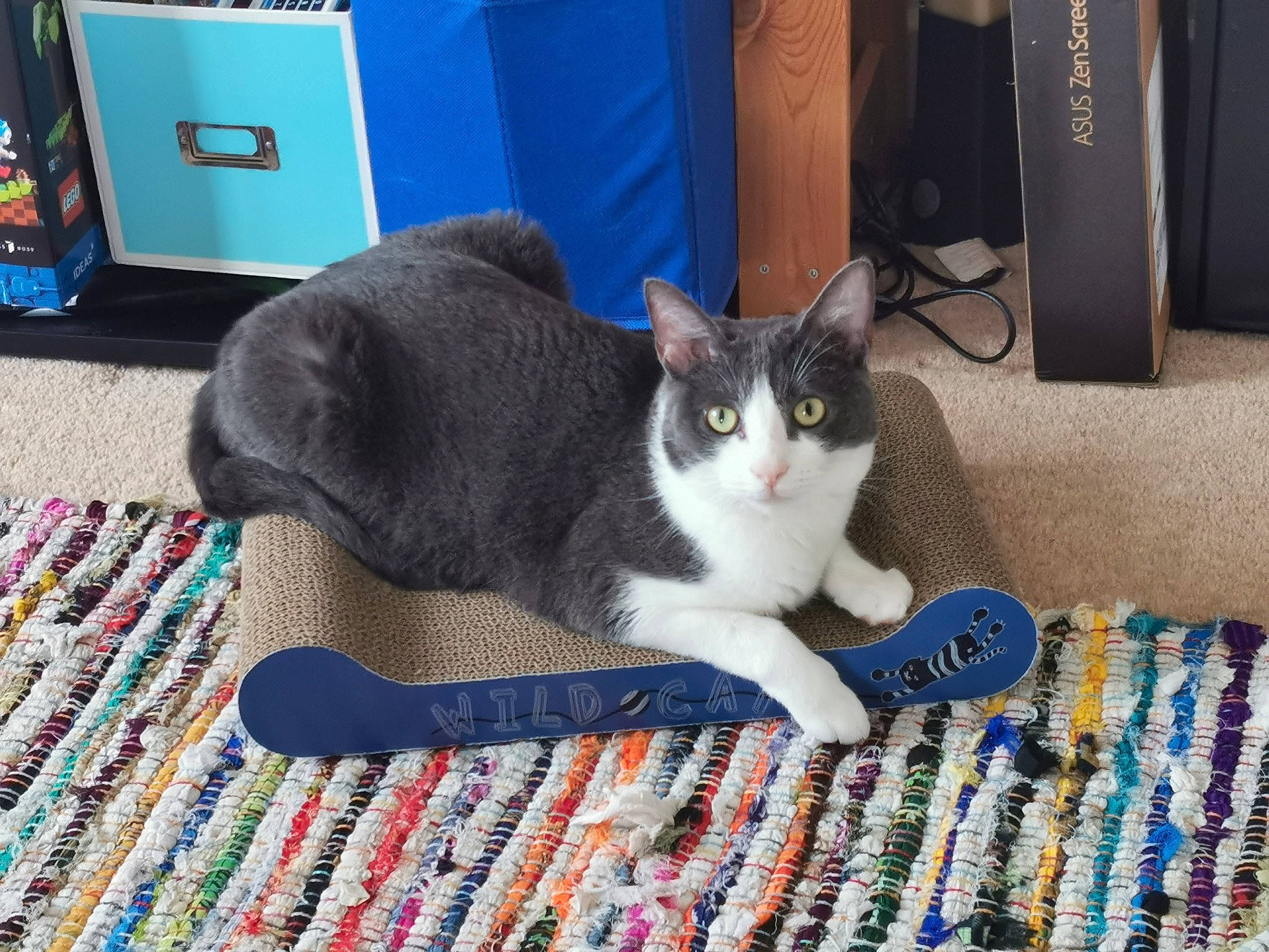 Maya joined the competition — help win amazing prizes! blue, carnivore, carpet, cat, comfort, domestic_short_haired_cat, drawer, felidae, flooring, fur, linens, mat, pattern, paw, plaid, small_to_medium_sized_cats, tail, whiskers, wood, woven_fabric