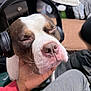 dog, pet, headphones, close_up, sleepy, relaxed, nose, whiskers, human_hand, lap, indoor, cozy, brown_and_white, portrait, music, audio, couch, companion, facial_expression, muzzle