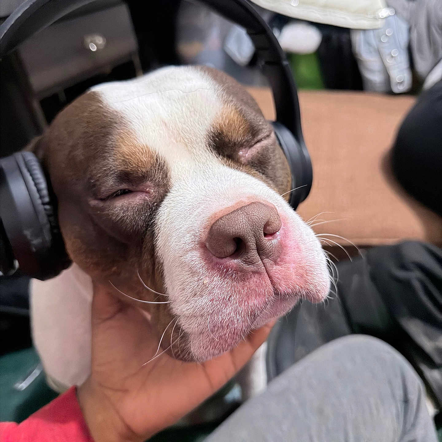 Rihanna joined the competition — help win amazing prizes! audio, brown_and_white, close_up, companion, couch, cozy, dog, facial_expression, headphones, human_hand, indoor, lap, music, muzzle, nose, pet, portrait, relaxed, sleepy, whiskers