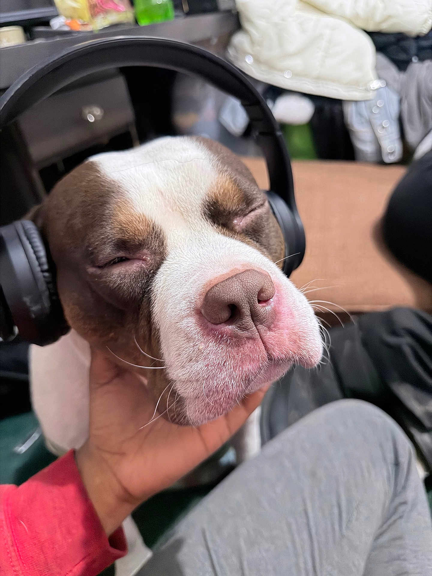 Rihanna joined the competition — help win amazing prizes! dog, pet, headphones, close_up, sleepy, relaxed, nose, whiskers, human_hand, lap, indoor, cozy, brown_and_white, portrait, music, audio, couch, companion, facial_expression, muzzle