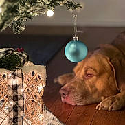 Buddy joined the competition — help win amazing prizes! dog, sleeping, wooden_floor, christmas_tree, ornament, blue_ball, gift, ribbon, lights, holiday, decorations, cozy, indoor, festive, wrapped_present, pine_branch, blurred_background, warm_lighting, animal, pet