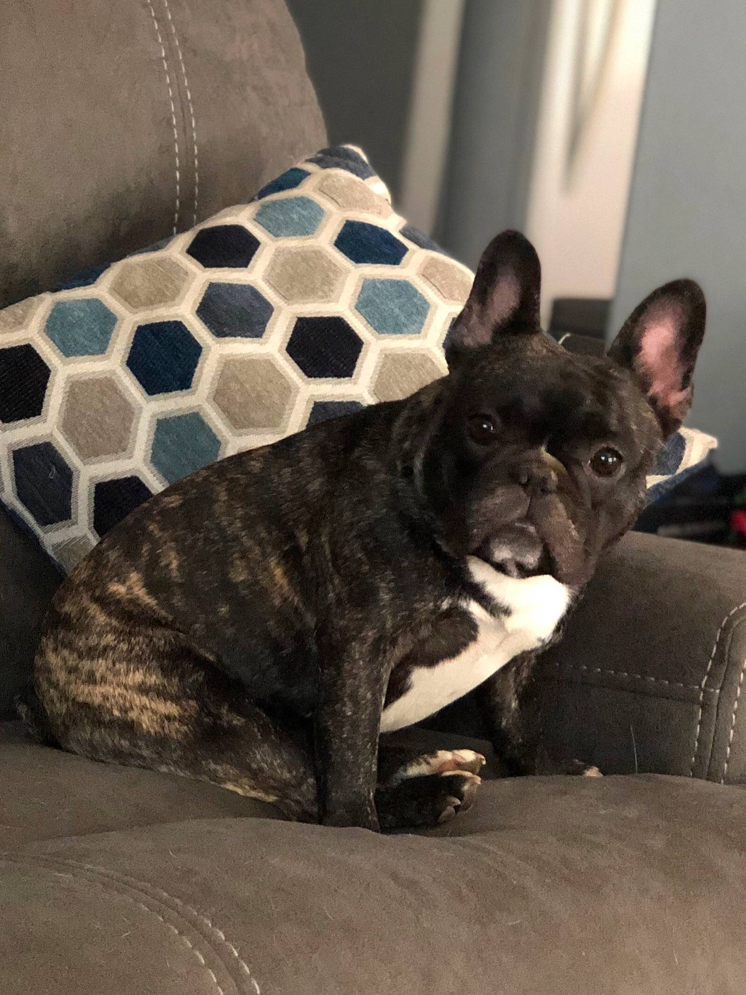 Maya Papya joined the competition — help win amazing prizes! black, canidae, carnivore, comfort, companion_dog, couch, dog, dog_breed, fawn, french_bulldog, mammal, mesh, non_sporting_group, pet_supply, snout, sporting_group, terrestrial_animal, vertebrate, whiskers, working_animal