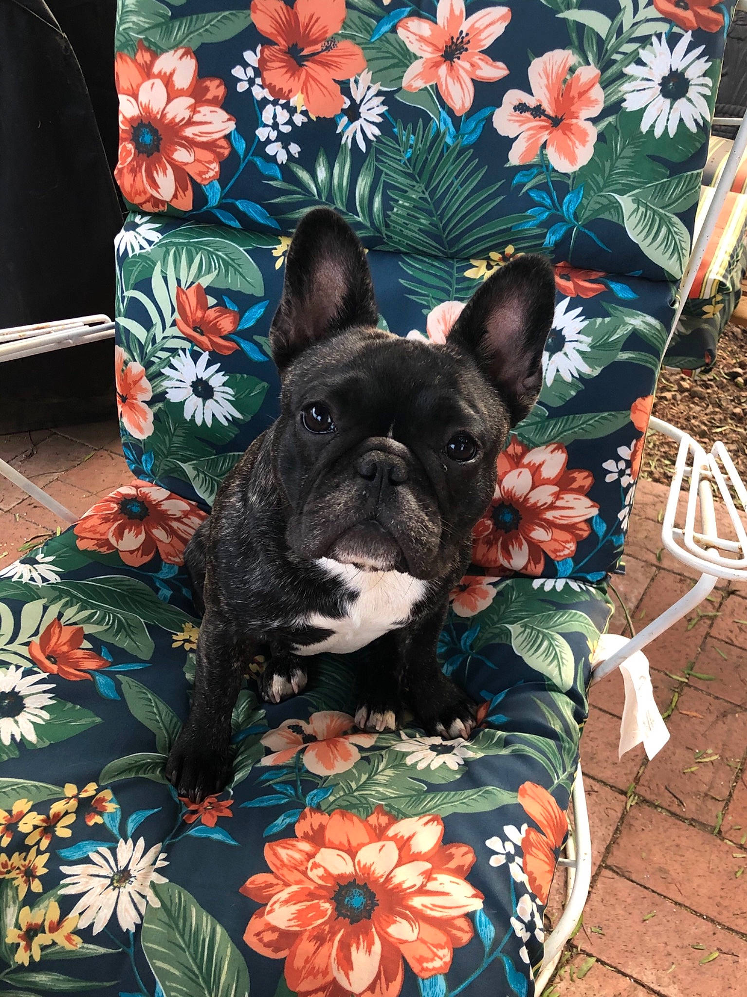 Maya Papya joined the competition — help win amazing prizes! boston_terrier, bulldog, carnivore, companion_dog, daisy_family, dog, dog_breed, dog_supply, floral_design, french_bulldog, linens, non_sporting_group, outdoor_furniture, pet_supply, petal, snout, toy_dog, working_animal, working_dog