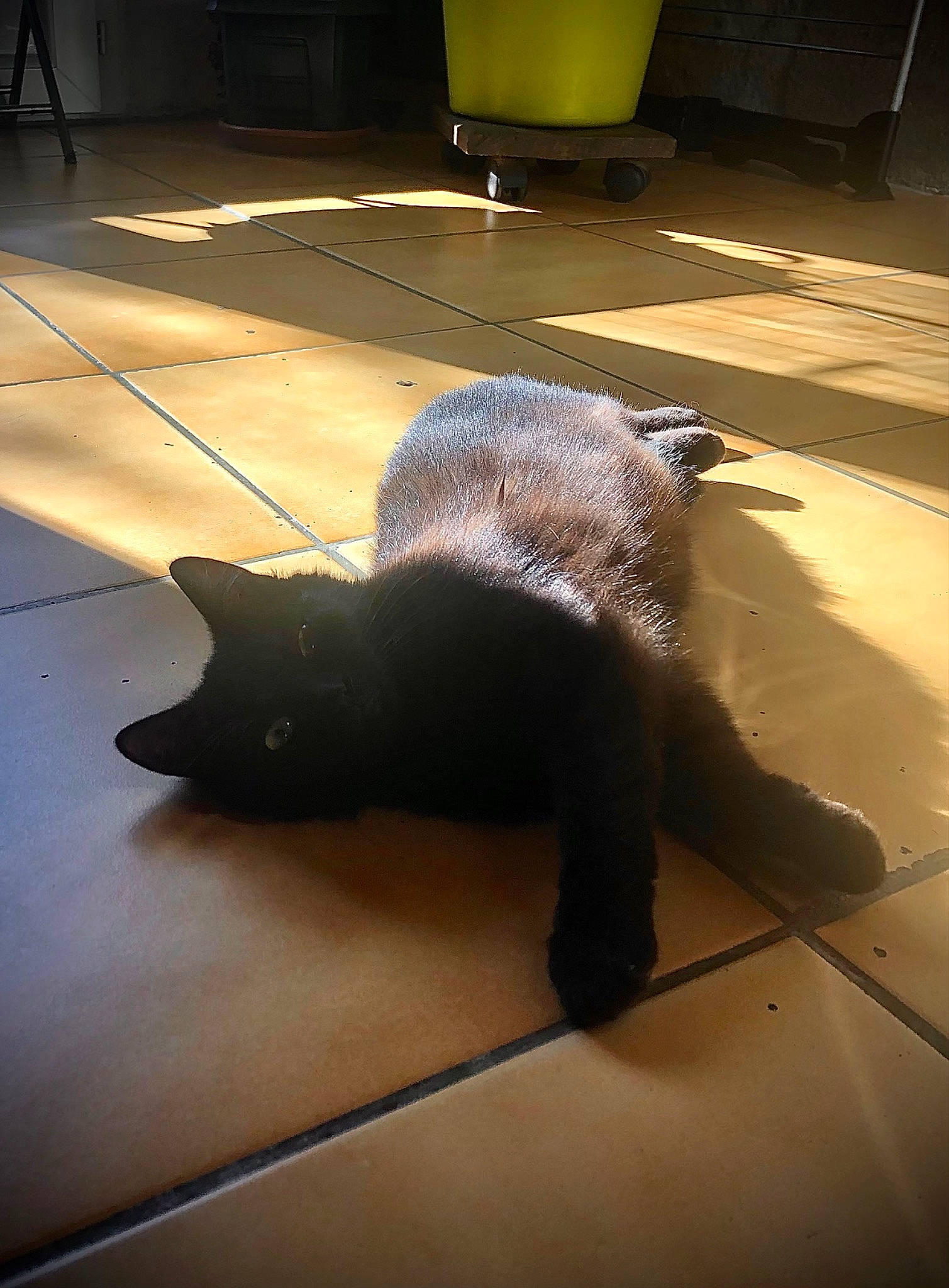 Onyx participe au concours pour gagner de l'argent avec cette photo : black_cat, carnivore, cat, comfort, dog_breed, domestic_short_haired_cat, felidae, floor, flooring, fur, hardwood, shadow, small_to_medium_sized_cats, snout, sporting_group, tail, terrestrial_animal, tints_and_shades, whiskers, wood