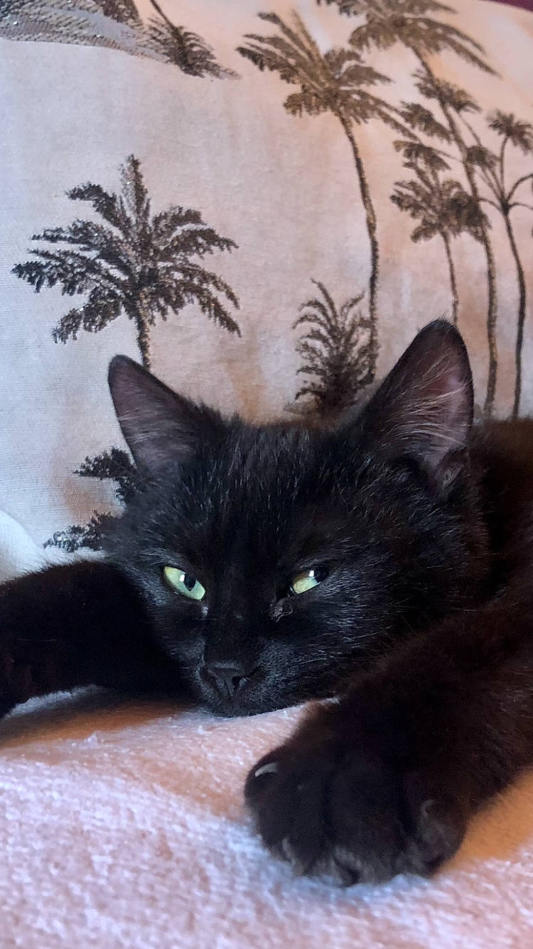 Onyx participe au concours pour gagner de l'argent avec cette photo : art, black_cat, bombay, carnivore, cat, claw, comfort, domestic_short_haired_cat, fawn, felidae, fur, iris, painting, plant, small_to_medium_sized_cats, snout, tail, tree, whiskers, window