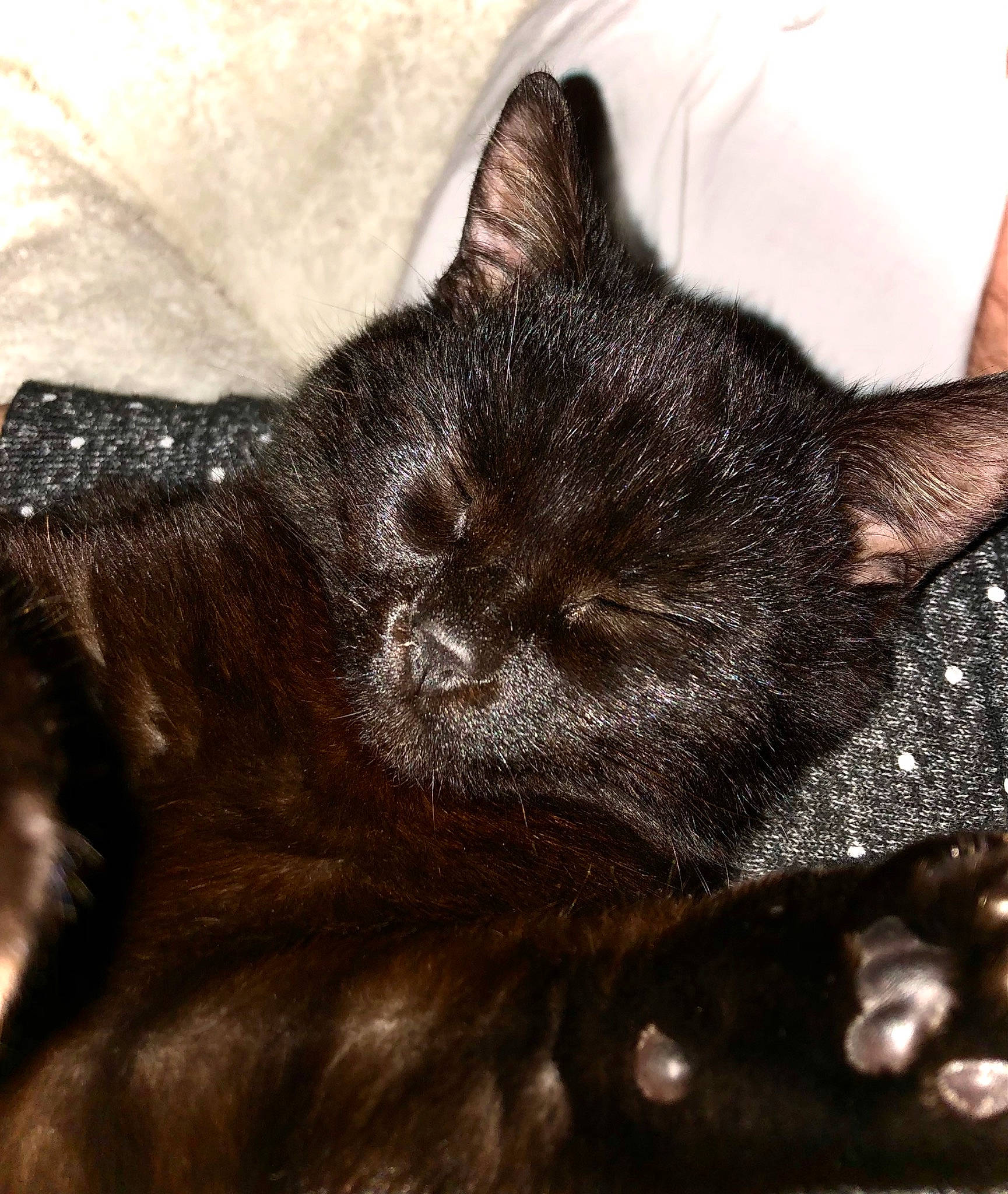 Onyx a rejoint le concours — aidez-le/la à gagner de superbes lots ! black_cat, bombay, carnivore, cat, claw, comfort, domestic_short_haired_cat, ear, felidae, fur, liver, paw, small_to_medium_sized_cats, snout, terrestrial_animal, whiskers