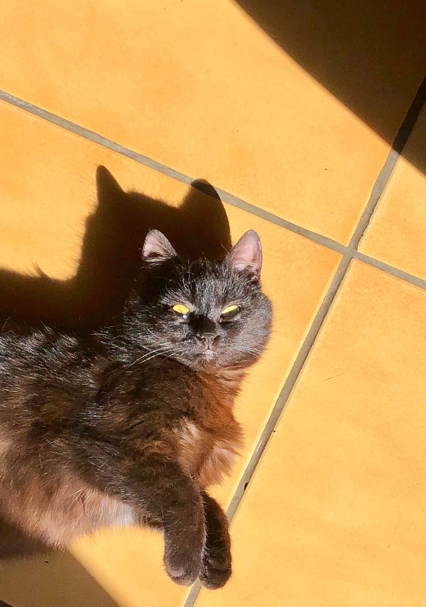 Onyx participe au concours pour gagner de l'argent avec cette photo : black_cat, carnivore, cat, claw, domestic_short_haired_cat, fawn, felidae, flooring, fur, hardwood, houseplant, paw, shadow, small_to_medium_sized_cats, snout, tail, terrestrial_animal, tile_flooring, whiskers, wood