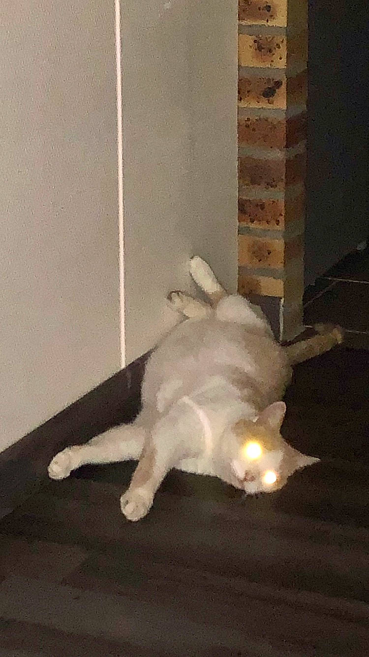 Esteban a rejoint le concours — aidez-le/la à gagner de superbes lots ! art, canidae, carnivore, cat, companion_dog, dog_breed, fawn, felidae, flooring, fur, hardwood, paw, room, shadow, small_to_medium_sized_cats, sporting_group, tail, whiskers, wing, wood