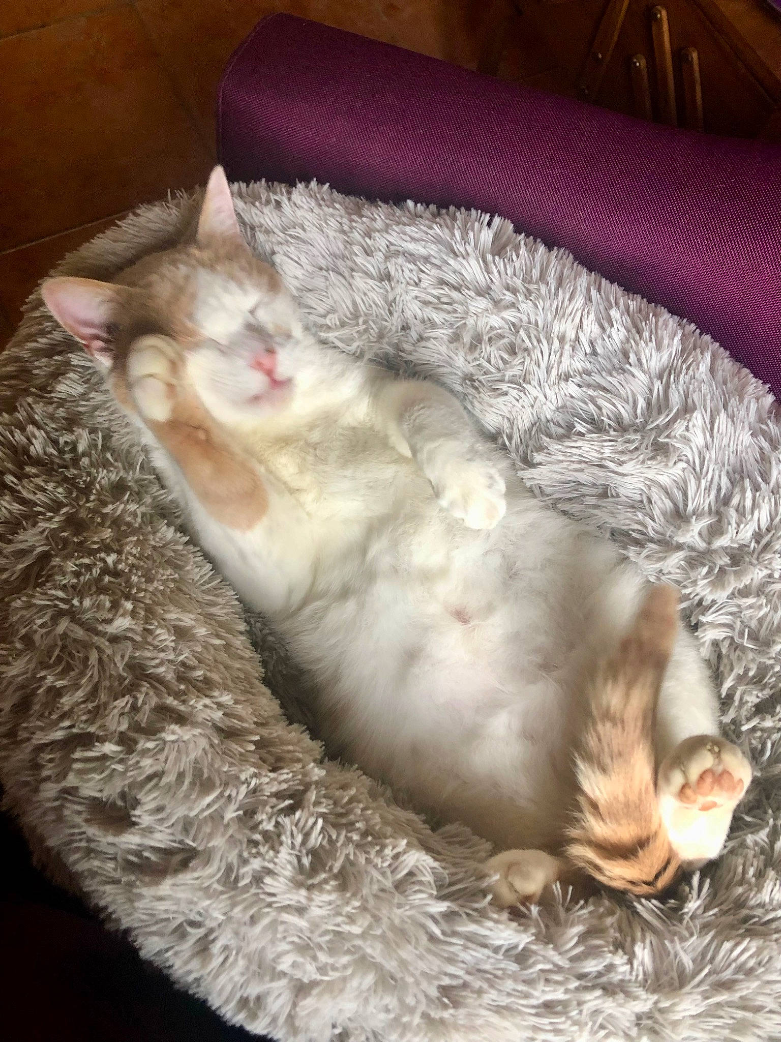 Esteban a rejoint le concours — aidez-le/la à gagner de superbes lots ! bed, carnivore, cat, cat_bed, cat_supply, claw, comfort, couch, domestic_short_haired_cat, fawn, felidae, foot, fur, nap, paw, sleep, small_to_medium_sized_cats, tail, whiskers