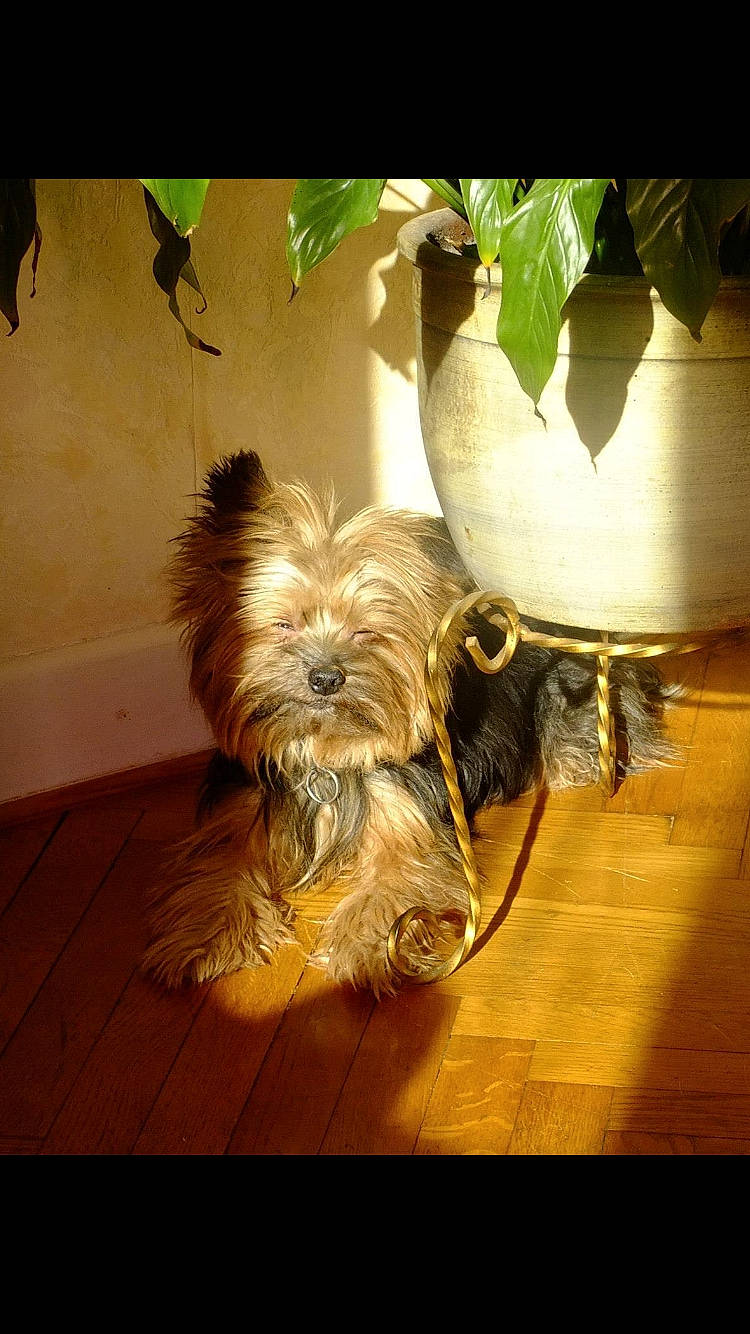 César a rejoint le concours — aidez-le/la à gagner de superbes lots ! canidae, carnivore, companion_dog, dog, dog_breed, dog_supply, fawn, floor, flooring, flowerpot, fur, hardwood, liver, plant, small_terrier, sporting_group, tail, toy_dog, wood, working_animal