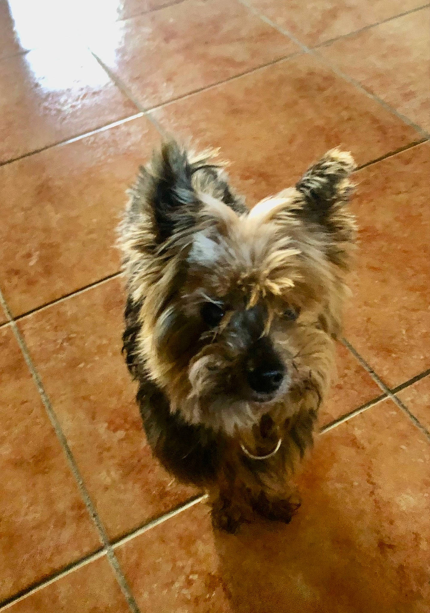 César a rejoint le concours — aidez-le/la à gagner de superbes lots ! canidae, carnivore, companion_dog, dog, dog_breed, dog_supply, fawn, flooring, fur, hardwood, liver, road_surface, small_terrier, snout, sporting_group, terrier, tile_flooring, toy_dog, wood, working_animal