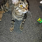 Nevaeh joined the competition — help win amazing prizes! cat, tabby_cat, yellow_eyes, whiskers, paws, striped_fur, rug, carpet, toy, indoor, close_up, pet, feline, curious, portrait, ears, blurred_background, domestic_animal, floor, mammal