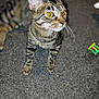 cat, tabby_cat, yellow_eyes, whiskers, paws, striped_fur, rug, carpet, toy, indoor, close_up, pet, feline, curious, portrait, ears, blurred_background, domestic_animal, floor, mammal