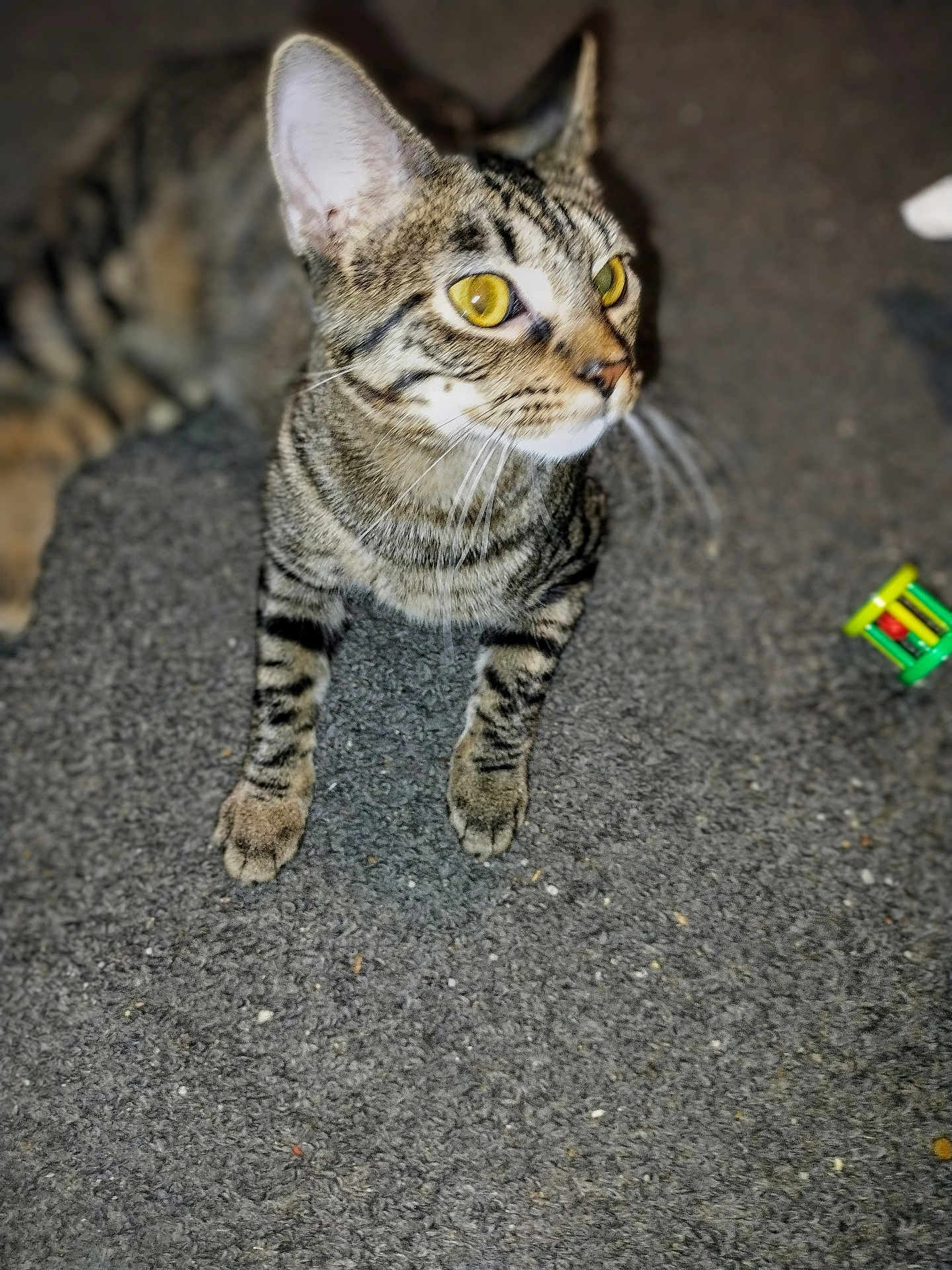 Nevaeh joined the competition — help win amazing prizes! cat, tabby_cat, yellow_eyes, whiskers, paws, striped_fur, rug, carpet, toy, indoor, close_up, pet, feline, curious, portrait, ears, blurred_background, domestic_animal, floor, mammal
