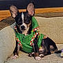 dog, puppy, chihuahua, green_hoodie, pet_clothing, indoor, couch, soft_texture, ears, alert, small_dog, black_and_white, sitting, cute, cozy, furniture, animal, household, relaxed, companion