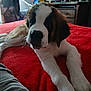 Apollo participe au concours pour gagner de l'argent avec cette photo : dog, puppy, saint_bernard, bed, blanket, red, indoor, furniture, curious, cute, pet, animal, lying_down, cozy, soft_light, white_paws, brown_fur, black_nose, ears, resting