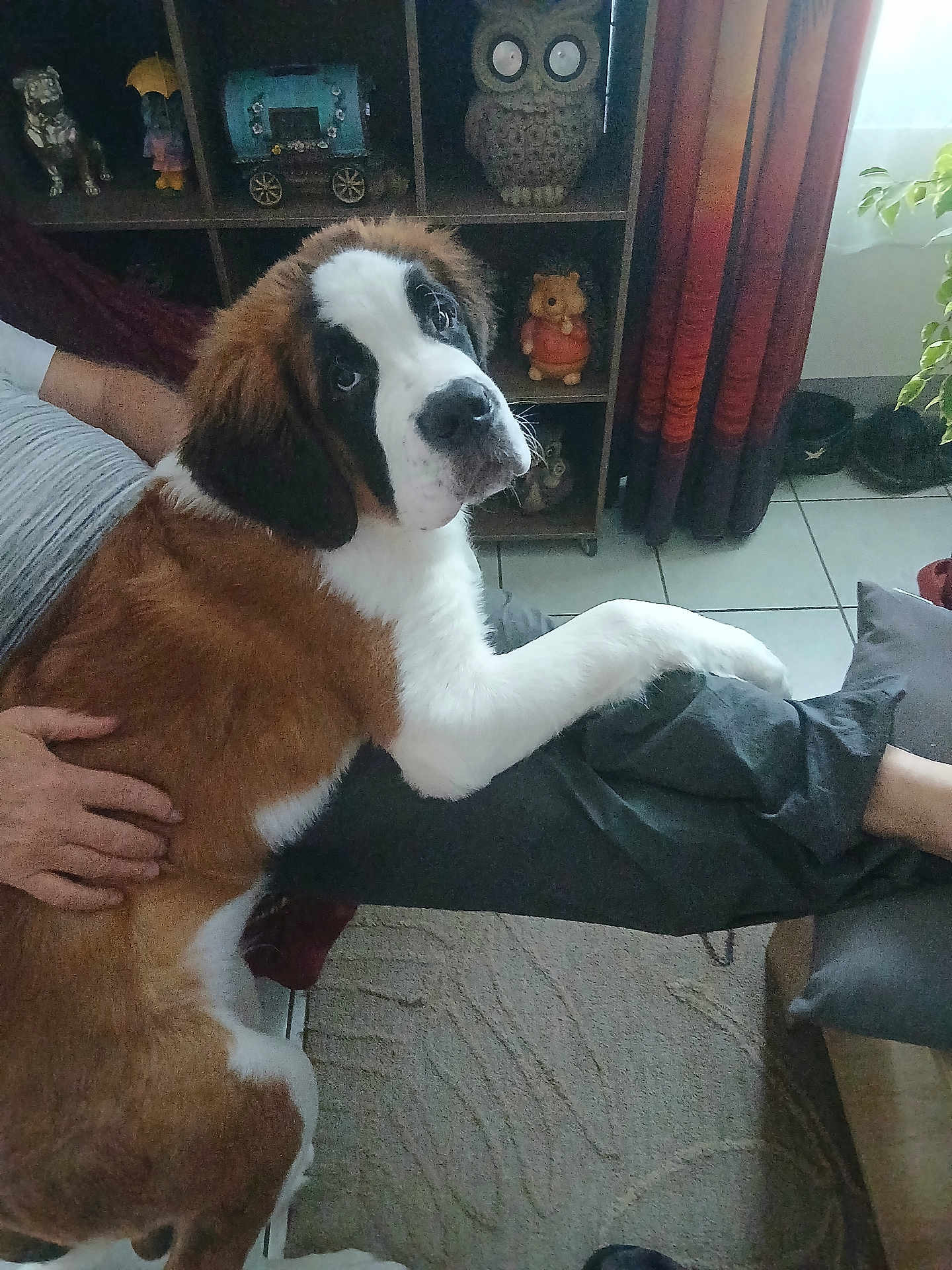 Apollo a rejoint le concours — aidez-le/la à gagner de superbes lots ! dog, puppy, saint_bernard, pet, indoor, person, hand, furniture, shelf, decor, curtain, carpet, plant, cozy, lap, looking_up, brown, white, black, floor