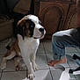 Apollo participe au concours pour gagner de l'argent avec cette photo : dog, puppy, saint_bernard, indoor, tile_floor, person, barefoot, jeans, furniture, wooden_cabinet, shadow, pet, cute, animal, companion, floor, sitting, looking_up, domestic, cozy