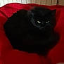 Moustafa a rejoint le concours — aidez-le/la à gagner de superbes lots ! animal, black_cat, cat, closeup, cozy, curled_up, cute, domestic_cat, feline, fur, green_eyes, indoor, mysterious, pet, quiet, red_blanket, resting, shadow, sleepy, soft_texture
