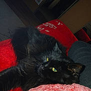 Moustafa participe au concours pour gagner de l'argent avec cette photo : animal, black_cat, blanket, cat, close_up, comfort, cozy, door, drawing, feline, fur, home, indoor, pet, red_blanket, relaxing, resting, soft_texture, wooden_door, yellow_eyes