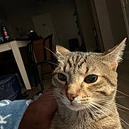 Smoke is registered to the contest to win money with this photo: cat, tabby_cat, close_up, indoor, furniture, person_hand, eyes, whiskers, ears, domestic_cat, pet, animal, face, living_room, blanket, chair, table, ceiling_fan, dim_light, floor
