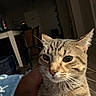 cat, tabby_cat, close_up, indoor, furniture, person_hand, eyes, whiskers, ears, domestic_cat, pet, animal, face, living_room, blanket, chair, table, ceiling_fan, dim_light, floor