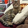 cat, tabby_cat, pet, animal, feline, indoor, bed, pillow, resting, relaxed, fur, whiskers, ears, tail, striped, cozy, household, domestic, comfortable, curious
