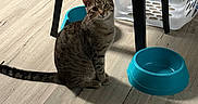 Smoke joined the competition — help win amazing prizes! cat, tabby_cat, pet_bowl, blue_bowl, wooden_floor, plastic_chair, laundry_basket, indoor, domestic, curious, striped_fur, flooring, household, furniture, kitchen, animal, pet, sitting, looking, domestic_cat