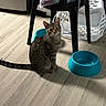 cat, tabby_cat, pet_bowl, blue_bowl, wooden_floor, plastic_chair, laundry_basket, indoor, domestic, curious, striped_fur, flooring, household, furniture, kitchen, animal, pet, sitting, looking, domestic_cat