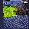 Minnie joined the competition — help win amazing prizes! dog, small_dog, yorkshire_terrier, bed, bedding, blanket, yellow_clothing, pet, lying_down, resting, person, phone, indoor, patterned_bedspread, animal, cute, funny_text, text_overlay, casual, relaxed