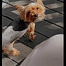 Minnie joined the competition — help win amazing prizes! dog, small_dog, yorkshire_terrier, pet, outdoor, wooden_deck, sunlight, shadow, fur, cute, animal, looking_up, portrait, pet_grooming, daylight, domestic_animal, canine, head_tilt, fur_texture, date_stamp