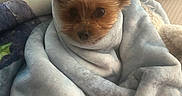 Minnie joined the competition — help win amazing prizes! dog, small_dog, blanket, cozy, bed, ears, fur, pet, cute, snuggled, indoors, comfort, resting, soft, wrapped, animal, portrait, warm, cute_pet, sleepy