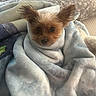 dog, small_dog, blanket, cozy, bed, ears, fur, pet, cute, snuggled, indoors, comfort, resting, soft, wrapped, animal, portrait, warm, cute_pet, sleepy