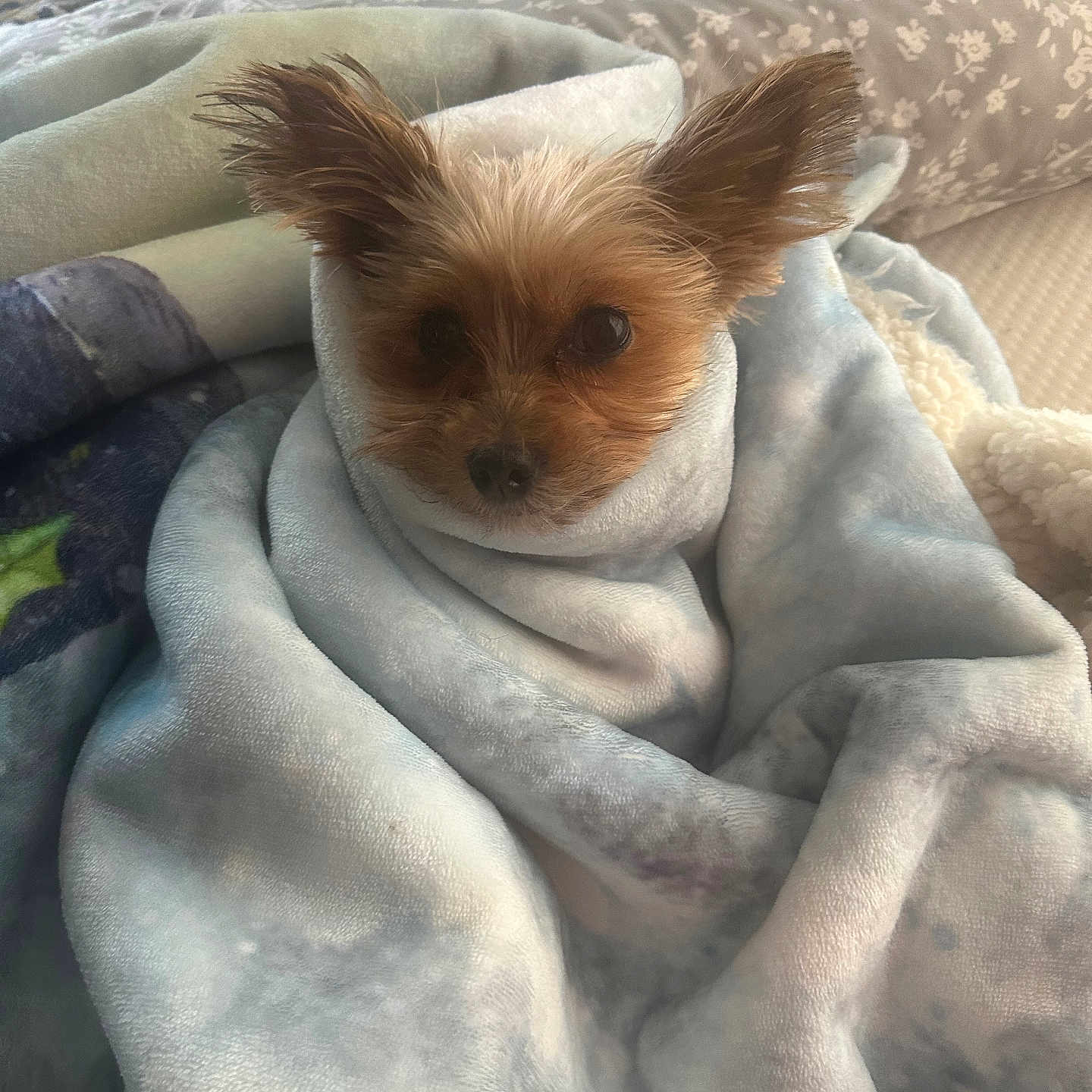 Minnie joined the competition — help win amazing prizes! dog, small_dog, blanket, cozy, bed, ears, fur, pet, cute, snuggled, indoors, comfort, resting, soft, wrapped, animal, portrait, warm, cute_pet, sleepy