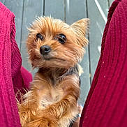 Minnie joined the competition — help win amazing prizes! dog, small_dog, puppy, fluffy, brown_fur, pet, looking_up, red_pants, legs, wooden_floor, cute, animal, domestic_animal, outdoor, fur, ears, snout, closeup, companion, friendly