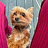 dog, small_dog, puppy, fluffy, brown_fur, pet, looking_up, red_pants, legs, wooden_floor, cute, animal, domestic_animal, outdoor, fur, ears, snout, closeup, companion, friendly