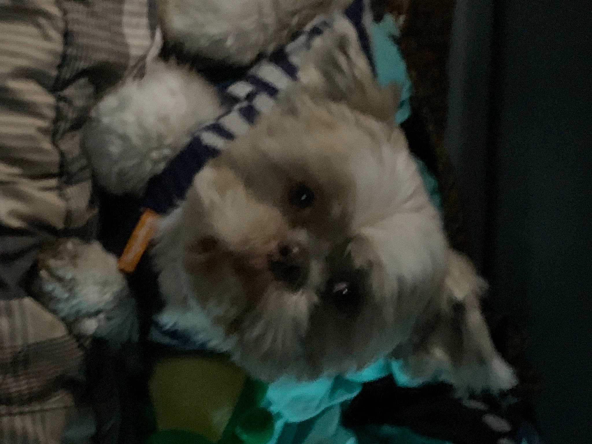 Jacob joined the competition — help win amazing prizes! bichon, canidae, carnivore, companion_dog, dog, dog_breed, fur, mal_shi, maltepoo, non_sporting_group, poodle_crossbreed, puppy, shih_poo, small_terrier, teal, terrier, toy_dog, turquoise, working_animal, working_dog