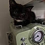 kitten, cat, black_cat, animal, pet, indoor, vintage, kitchen_appliance, gauge, dial, curious, whiskers, close_up, young_cat, feline, appliance, home, cute, mammal, small_animal