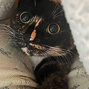 Kiwi joined the competition — help win amazing prizes! cat, tortoiseshell, close_up, whiskers, eyes, blanket, cozy, feline, pet, curious, fur, indoor, soft_texture, resting, animal, cute, face, warm, snug, portrait