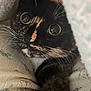 cat, tortoiseshell, close_up, whiskers, eyes, blanket, cozy, feline, pet, curious, fur, indoor, soft_texture, resting, animal, cute, face, warm, snug, portrait