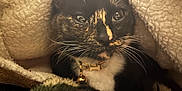 Kiwi joined the competition — help win amazing prizes! cat, tortoiseshell, close_up, blanket, cozy, whiskers, collar, bell, fur, pet, indoor, cute, face, animal, resting, soft, warm, comfort, feline, portrait