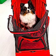 Vegas a rejoint le concours — aidez-le/la à gagner de superbes lots ! dog, stroller, red, pet_store, shopping_cart, small_dog, black_and_white, fur, indoor, floor, wheels, mesh, curious, animal, cute, pet, sitting, shopping, store_shelves, canine