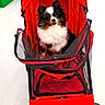 dog, stroller, red, pet_store, shopping_cart, small_dog, black_and_white, fur, indoor, floor, wheels, mesh, curious, animal, cute, pet, sitting, shopping, store_shelves, canine